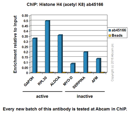 ChIP - Anti-Histone H4 (acetyl K8) antibody [EP1002Y] - BSA and Azide free (AB171184)
