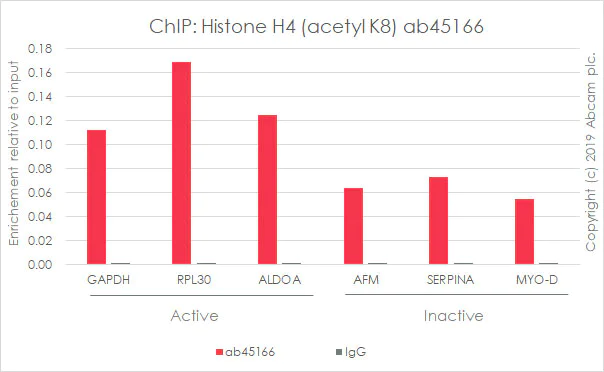 ChIP - Anti-Histone H4 (acetyl K8) antibody [EP1002Y] - ChIP Grade (AB45166)