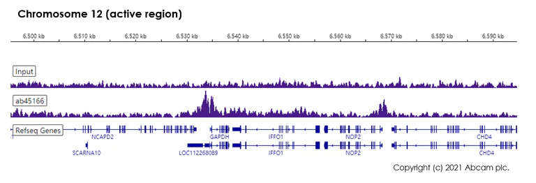 ChIP-sequencing - Anti-Histone H4 (acetyl K8) antibody [EP1002Y] - ChIP Grade (AB45166)