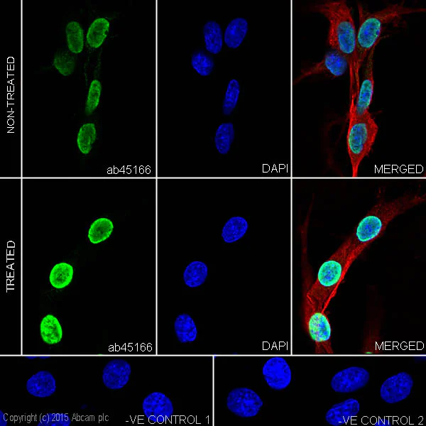 Immunocytochemistry/ Immunofluorescence - Anti-Histone H4 (acetyl K8) antibody [EP1002Y] - ChIP Grade (AB45166)