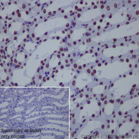 Immunohistochemistry (Formalin/PFA-fixed paraffin-embedded sections) - Anti-Histone H4 (acetyl K8) antibody [EP1002Y] - ChIP Grade (AB45166)