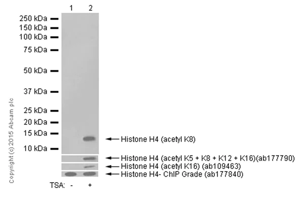 Western blot - Anti-Histone H4 (acetyl K8) antibody [EP1002Y] - ChIP Grade (AB45166)