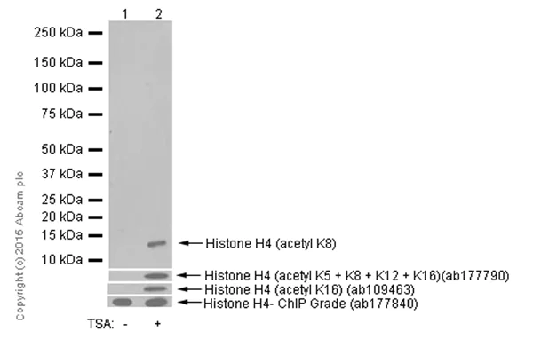 Western blot - Anti-Histone H4 (acetyl K8) antibody [EP1002Y] - ChIP Grade (AB45166)