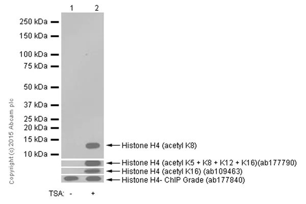 Western blot - Anti-Histone H4 (acetyl K8) antibody [EP1002Y] - ChIP Grade (AB45166)