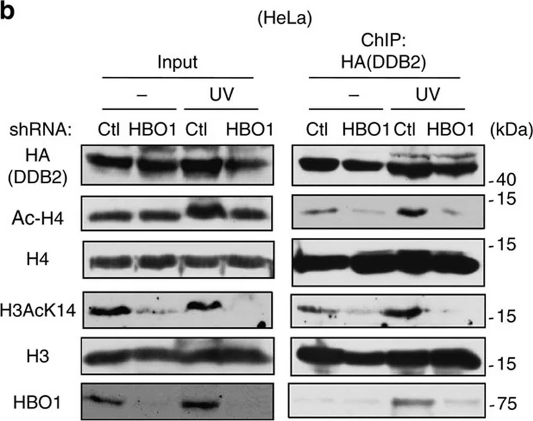 Western blot - Anti-Histone H4 antibody - ChIP Grade (AB10158)