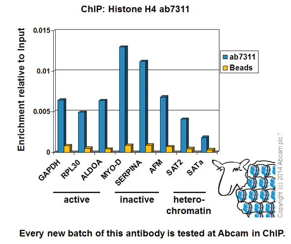 ChIP - Anti-Histone H4 antibody - ChIP Grade (AB7311)