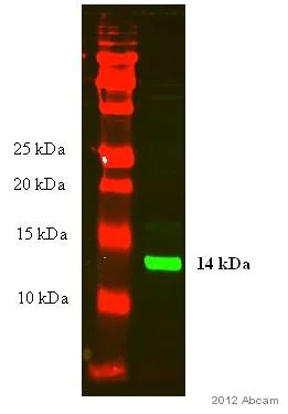 Western blot - Anti-Histone H4 antibody - ChIP Grade (AB7311)