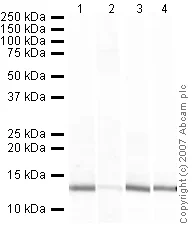 Western blot - Anti-Histone H4 antibody - ChIP Grade (AB7311)