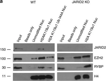 Western blot - Anti-Histone H4 antibody - ChIP Grade (AB7311)