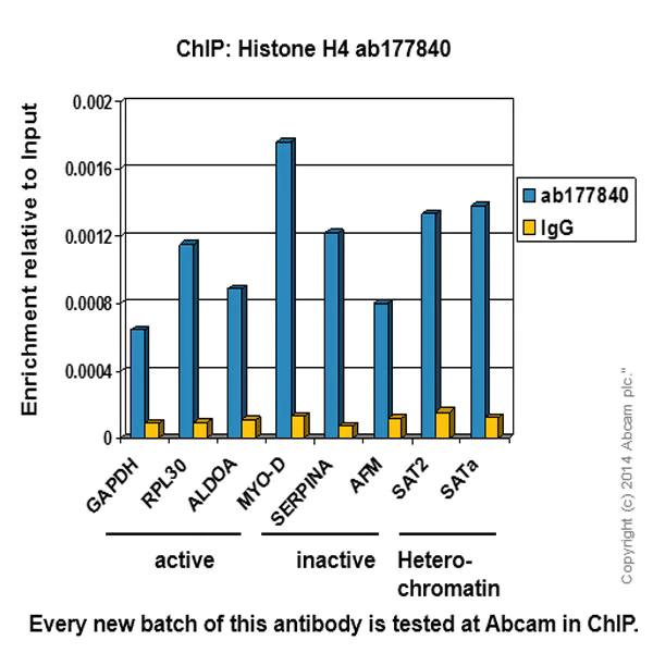 ChIP - Anti-Histone H4 antibody [EPR16599] - ChIP Grade (AB177840)