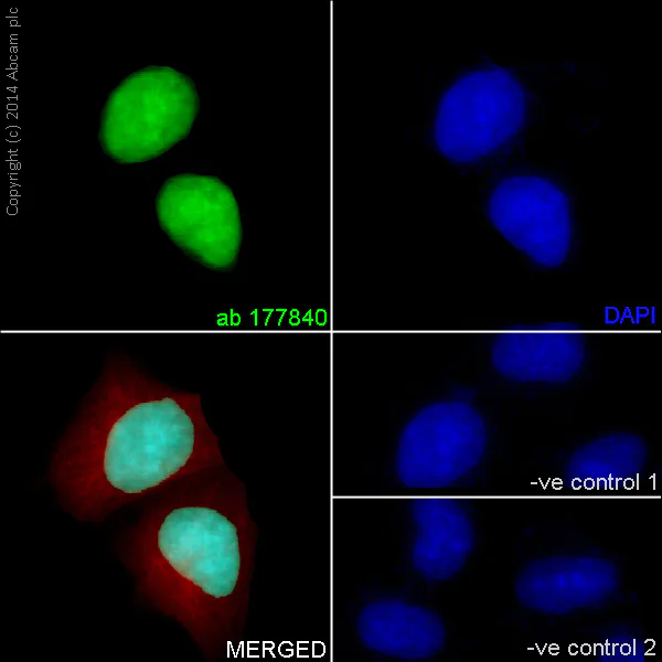 Immunocytochemistry/ Immunofluorescence - Anti-Histone H4 antibody [EPR16599] - ChIP Grade (AB177840)