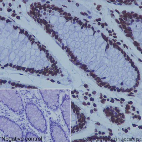 Immunohistochemistry (Formalin/PFA-fixed paraffin-embedded sections) - Anti-Histone H4 antibody [EPR16599] - ChIP Grade (AB177840)