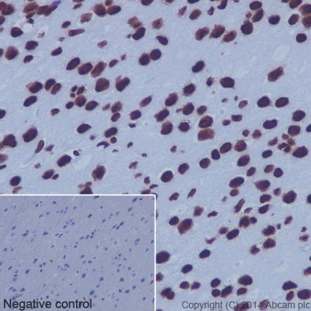 Immunohistochemistry (Formalin/PFA-fixed paraffin-embedded sections) - Anti-Histone H4 antibody [EPR16599] - ChIP Grade (AB177840)