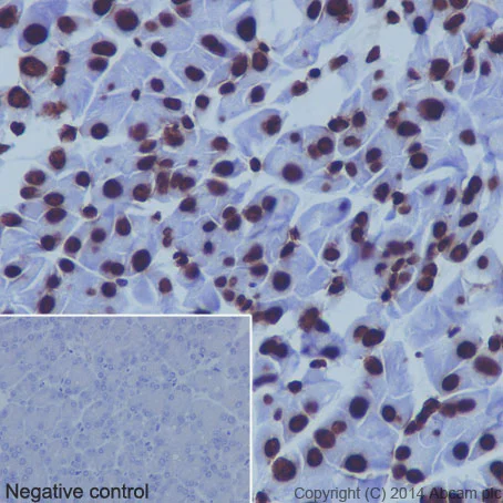 Immunohistochemistry (Formalin/PFA-fixed paraffin-embedded sections) - Anti-Histone H4 antibody [EPR16599] - ChIP Grade (AB177840)