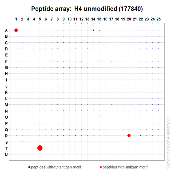 Peptide Array - Anti-Histone H4 antibody [EPR16599] - ChIP Grade (AB177840)
