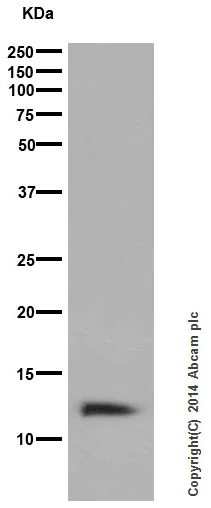Western blot - Anti-Histone H4 antibody [EPR16599] - ChIP Grade (AB177840)