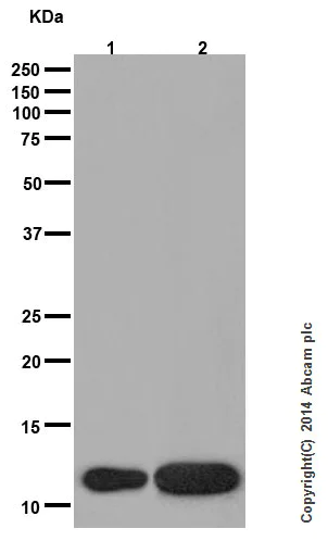 Western blot - Anti-Histone H4 antibody [EPR16599] - ChIP Grade (AB177840)