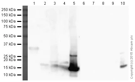 Western blot - Anti-Histone H4 antibody [EPR16599] - ChIP Grade (AB177840)
