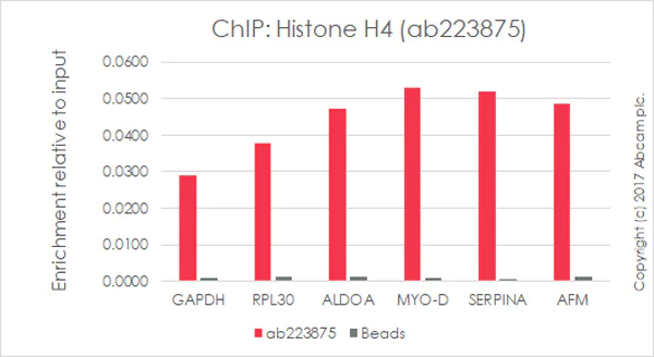 ChIP - Anti-Histone H4 antibody [EPR21213] - ChIP Grade (AB223875)