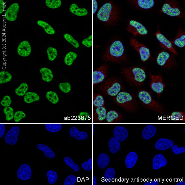 Immunocytochemistry - Anti-Histone H4 antibody [EPR21213] - ChIP Grade (AB223875)