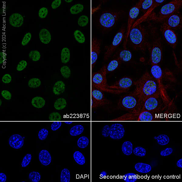 Immunocytochemistry - Anti-Histone H4 antibody [EPR21213] - ChIP Grade (AB223875)