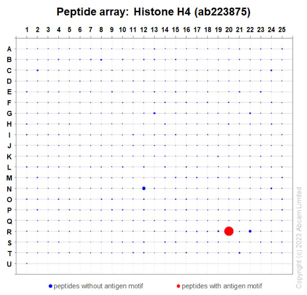 Peptide Array - Anti-Histone H4 antibody [EPR21213] - ChIP Grade (AB223875)