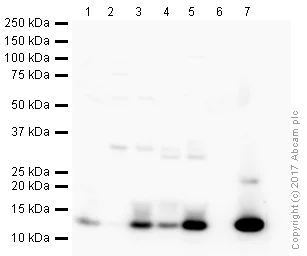 Western blot - Anti-Histone H4 antibody [EPR21213] - ChIP Grade (AB223875)
