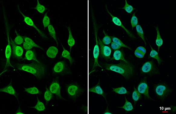 Immunocytochemistry/ Immunofluorescence - Anti-Histone H4 antibody [HL1977] (AB308404), expandable thumbnail
