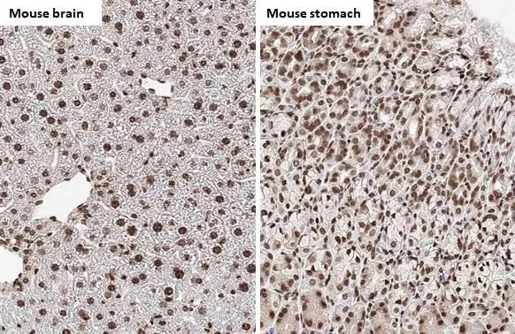Immunohistochemistry paraffin embedded sections - Anti-Histone H4 antibody [HL1977] (AB308404), expandable thumbnail