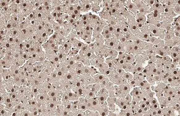 Immunohistochemistry paraffin embedded sections - Anti-Histone H4 antibody [HL1977] (AB308404), expandable thumbnail
