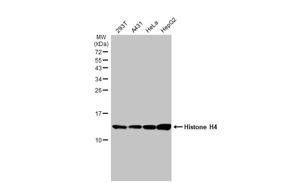 Western blot - Anti-Histone H4 antibody [HL1977] (AB308404), expandable thumbnail
