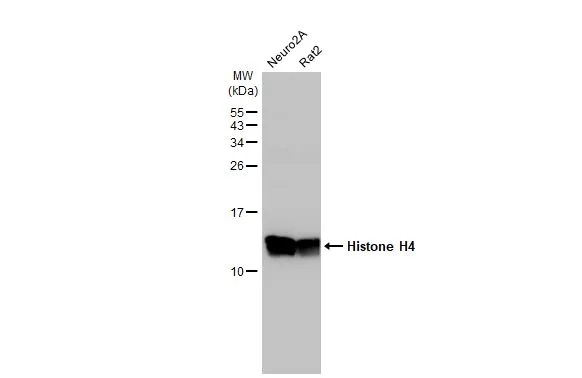 Western blot - Anti-Histone H4 antibody [HL1977] (AB308404), expandable thumbnail