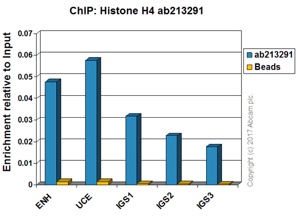 ChIP - Anti-Histone H4 antibody [IGX4696H] - ChIP Grade (AB213291)