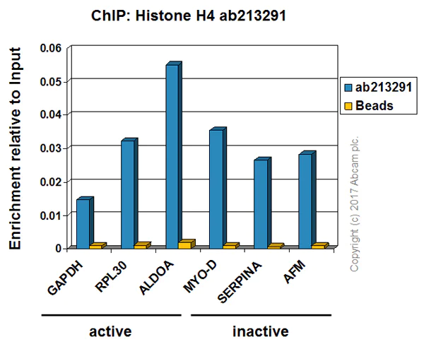 ChIP - Anti-Histone H4 antibody [IGX4696H] - ChIP Grade (AB213291)