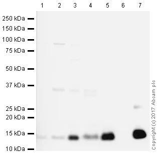Western blot - Anti-Histone H4 antibody [IGX4696H] - ChIP Grade (AB213291)