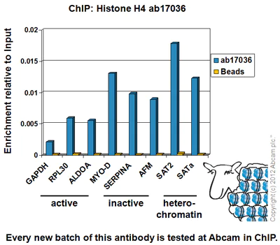 ChIP - Anti-Histone H4 antibody [mAbcam 17036] - ChIP Grade (AB17036)