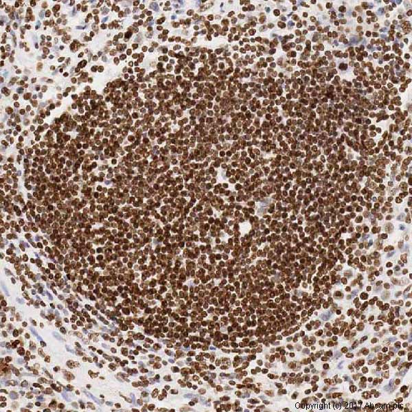 Immunohistochemistry (Formalin/PFA-fixed paraffin-embedded sections) - Anti-Histone H4 antibody [mAbcam 17036] - ChIP Grade (AB17036)