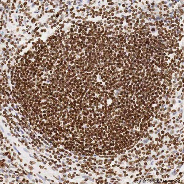 Immunohistochemistry (Formalin/PFA-fixed paraffin-embedded sections) - Anti-Histone H4 antibody [mAbcam 17036] - ChIP Grade (AB17036)