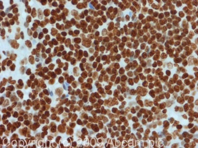 Immunohistochemistry (Formalin/PFA-fixed paraffin-embedded sections) - Anti-Histone H4 antibody [mAbcam 17036] - ChIP Grade (AB17036)