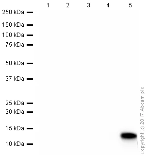 Western blot - Anti-Histone H4 antibody [mAbcam 17036] - ChIP Grade (AB17036)