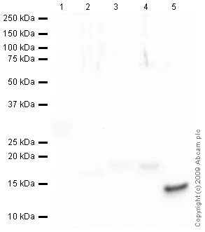 Western blot - Anti-Histone H4 antibody [mAbcam 17036] - ChIP Grade (AB17036)