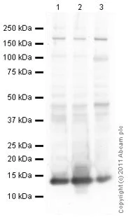 Western blot - Anti-Histone H4 antibody [mAbcam 17036] - ChIP Grade (AB17036)