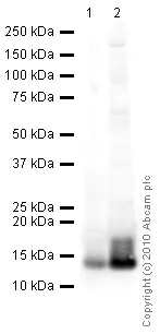 Western blot - Anti-Histone H4 antibody [mAbcam 17036] - ChIP Grade (AB17036)