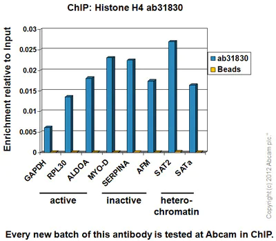 ChIP - Anti-Histone H4 antibody [mAbcam 31830] - ChIP Grade (AB31830)