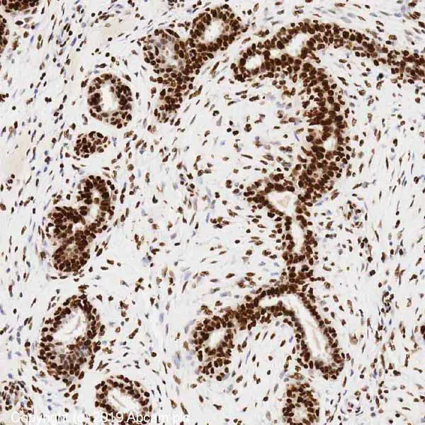 Immunohistochemistry (Formalin/PFA-fixed paraffin-embedded sections) - Anti-Histone H4 antibody [mAbcam 31830] - ChIP Grade (AB31830)