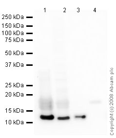 Western blot - Anti-Histone H4 antibody [mAbcam 31830] - ChIP Grade (AB31830)