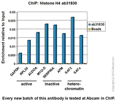 ChIP - Anti-Histone H4 antibody [mAbcam 31830] - ChIP Grade - BSA and Azide free (AB238663)