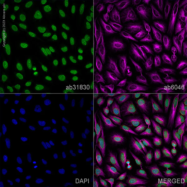Immunocytochemistry/ Immunofluorescence - Anti-Histone H4 antibody [mAbcam 31830] - ChIP Grade - BSA and Azide free (AB238663)