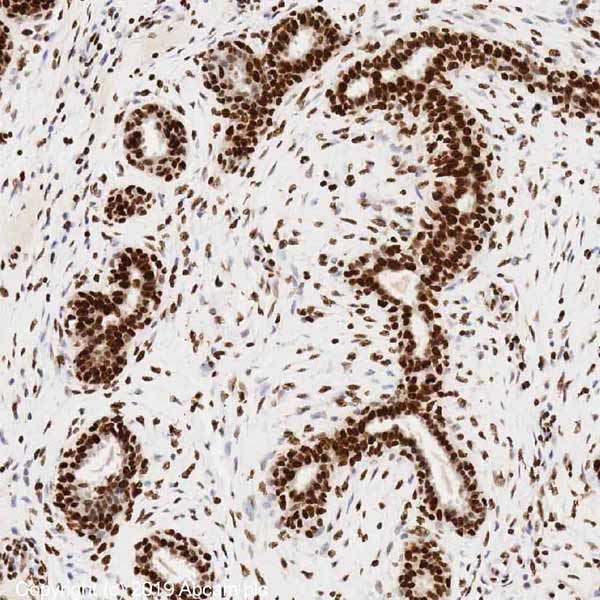 Immunohistochemistry (Formalin/PFA-fixed paraffin-embedded sections) - Anti-Histone H4 antibody [mAbcam 31830] - ChIP Grade - BSA and Azide free (AB238663)