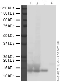 Western blot - Anti-Histone H4 antibody [mAbcam 31830] - ChIP Grade - BSA and Azide free (AB238663)
